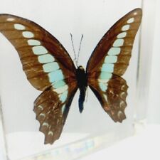 Real Graphium sarpedon Blue Bottle Butterfly in Resin 3
