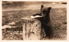 Black Bear Peggy at Indian Head White Mountains New Hampshire Vintage Postcard picture