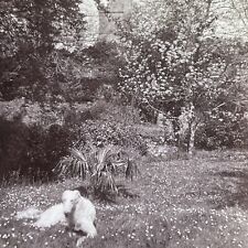 Antique 1900 English Wolfhound Guards Hastings UK Stereoview Photo Card P1277 picture