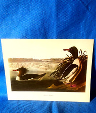 Audubon Bird American Merganser Color Print 9x12   Loc B picture