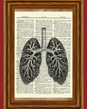 Human Lungs Anatomy Dictionary Art Print Poster Picture Skull Skeleton Science picture