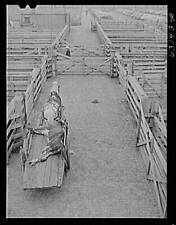 Union Stockyards,Chicago,Illinois,IL,Cook County,Farm Security Administration,28 picture