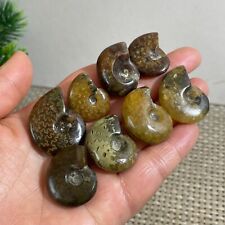 8pcs 65g Natural Ammonite Conch Crystal Specimen Healing b2645 picture