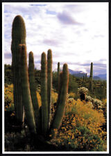 1987 ORGAN PIPE CACTUS NATIONAL MONUMENT, Arizona - Unused Scenic Postcard picture
