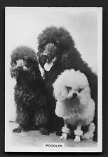 Poodles from series Dogs by Senior Service Cigarettes card #18 picture