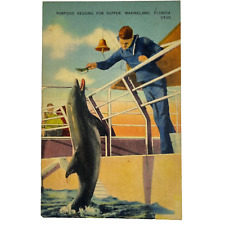 Marineland Florida Porpoise Begging for Supper Postcard Burgert Bros 1941 picture
