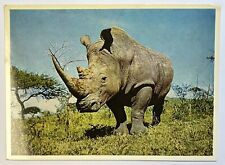White Rhinoceros Zululand Postcard, Vintage Unposted Color Photo Card  Africa picture