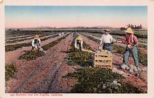 Los Angeles Lake Balboa California Melon Farm Japanese Garden Vtg Postcard B21 picture