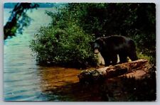 Postcard Black Bear Yearling Cub Hunting Along River Bed Eastern United States picture