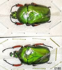 Cetoniinae Trigonophorus foveiceps A1 PAIR from THAILAND - #0180 picture