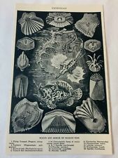1923 book leaf print~ SCALES AND ARMOR OF TELEOST FISH picture