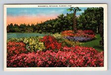 FL-Florida, Wonderful Petunias in Florida Setting, Vintage Souvenir Postcard picture