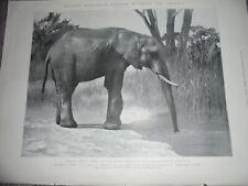 Printed photo Regents Zoo African elephant Jingo for US Exhibition 1903 ref Al picture