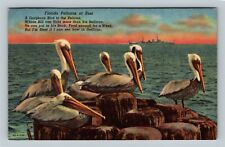 Florida Pelicans At Rest, Poem, Florida c1965 Vintage Postcard picture