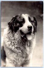 Postcard RPPC St Bernard Dog Real Photo 1914 Milan Italy R60 picture