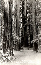 Vtg 1950s Muir Woods National Monument Cathedral Grove Redwoods CA RPPC Postcard picture