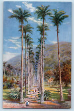 Rio De Janeiro Brazil Postcard Avenida Das Palmeiras c1910 RMSP Oilette Tuck Art picture