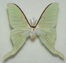 Saturniidae - Actias dulcinea - Sweetheart Moon Moth - #3 - male picture