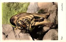 VTG Postcard- TIGER Early 1900s RPPC picture