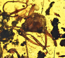 RARE Haidomyrmex (Hell Ant), Fossil inclusion in Burmese Amber picture