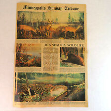 Vintage Minneapolis Sunday Tribune - Newspaper Wildlife 1940s, Minnesota picture