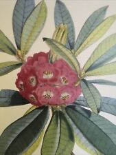 SIKKIM HIMALAYA ANTIQUE BOTANICAL / Rhododendron Barbatum Poster Wall 1849 picture