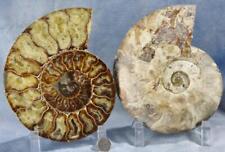 Large Ammonite Nice Crystal Cavity 110myo Dinosaur age FOSSIL 170mm 6.7