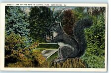 Postcard PA Harrisburg Billy the Squirrel Capitol Park Pets c1920's WB Posted picture