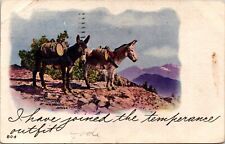 Vintage Postcard - Embossed Undivided Back Donkey A Temperance Outfit  picture