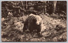 Maine Black Bear ME Postcard UNP VTG Photolux Unused Vintage Chrome picture