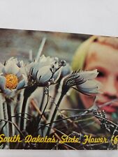 C 1960 Girl Looking at Pasque South Dakota State Flower Chrome Postcard picture