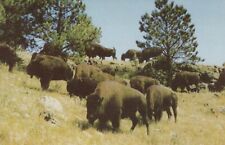 Buffaloes Custer State Park Black Hills South Dakota Vintage Chrome Post Card picture