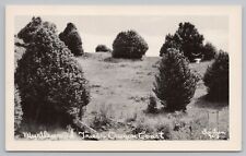 RPPC Oregon Coast Myrtlewood Trees c1930 Real Photo Postcard picture