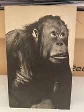 Vtg Postcard Orangutan New York Zoological Park Bronx NY Unused picture