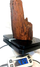 Petrified Wood Tree Limb 4 3/4 Lb 7 1/2 In Fossil Display Tower Utah picture