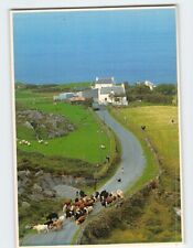 Postcard Cows on the Road West Cork Ireland picture