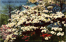 Vtg 1930s Native Dogwood Trees in the Beautiful Ozarks Linen Postcard picture