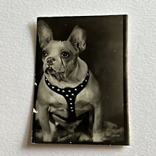 Vintage Photo Booth Photograph Adorable French Bulldog Boston Terrier Bull Dog picture