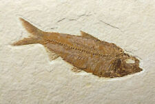 A Grade Knightia eocaena Fossil Fish Green River Formation Wyoming  picture
