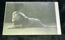 Tuck’s  ANIMAL STUDIEs Series  African Lion  Rare Unused Postcard c1905 picture