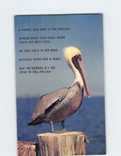 Postcard A Pelican in Florida USA picture