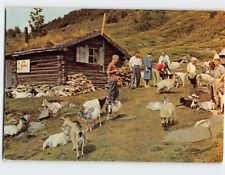 Postcard Herd of Goats at the Out-Farm Norway picture