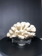 Coral Natural White Sea Tree Coral Fossil picture