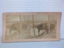 c1880 Stereoview Card - Old Monarch, Buffalo/Bison - Acme View Omaha, Nebraska picture