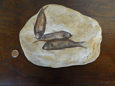 Knightia Eocaena Herring Green River Formation Herring Fish Fossil picture