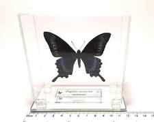 Papilionidae Papilio maackii tutanus in a glass cube, ENTOMOLOGY, taxidermy picture