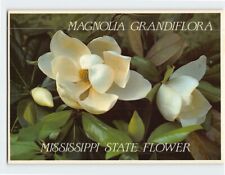 Postcard Magnolia Grandiflora Mississippi State Flower Mississippi USA picture