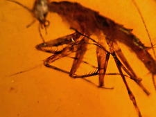 A101 BU1549 Nymphal Mantis Mantid in Burmese Amber Burmite 99mya picture