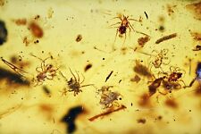 Large Swarm of Acari (mites), Fossil inclusion in Burmese Amber picture