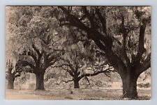 Brookgreen Gardens SC-South Carolina, Live Oak Garden, Antique Vintage Postcard picture